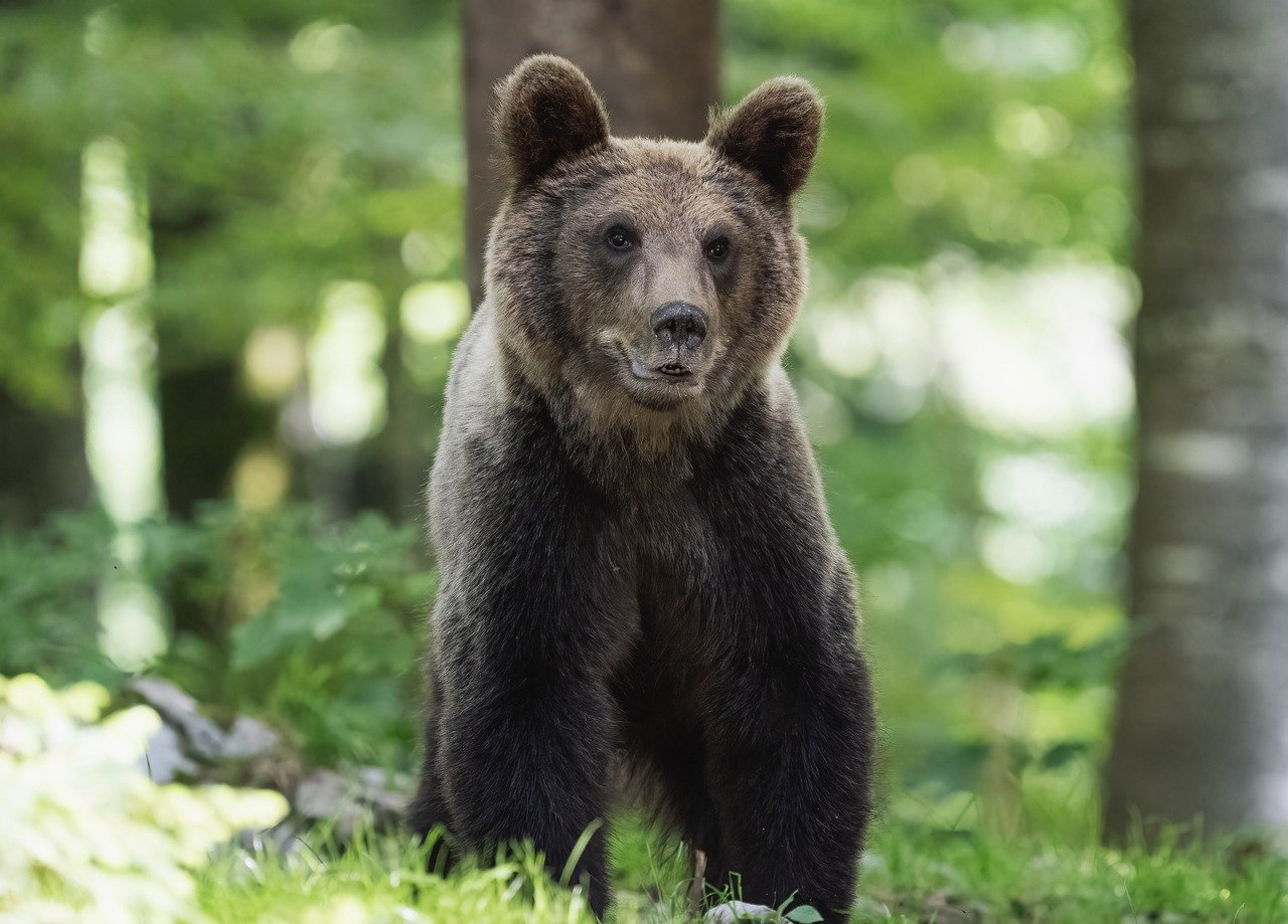 Guardians of the Wilderness: Bears and Their Vital Role in Forest Ecosystems
