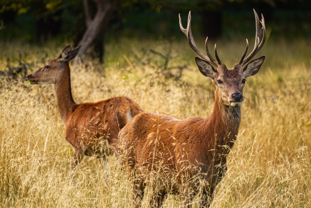 In the Heart of the Forest: A Reverence for Deer