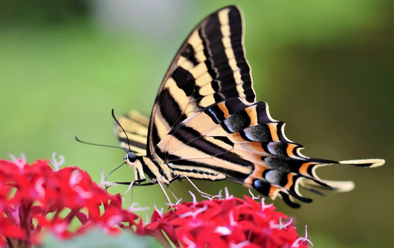 Fluttering Jewels: The Fascinating World of Butterflies in the Rainforest